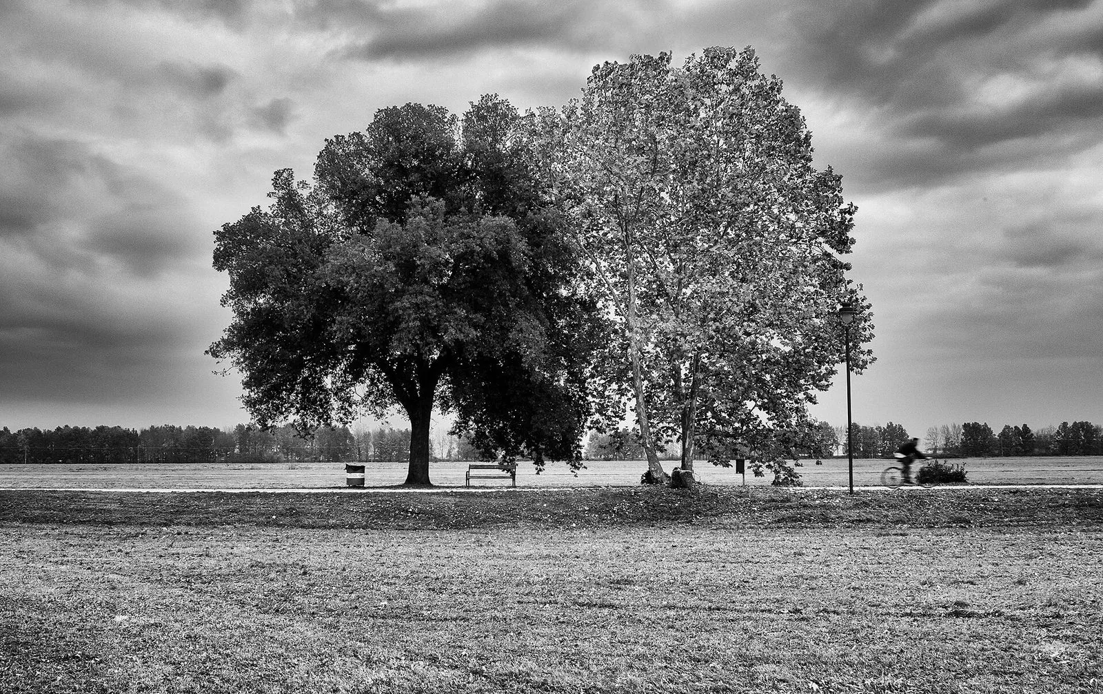 Alberi nel parco delle Cascine di Tavola a Prato in una giornata di novembre